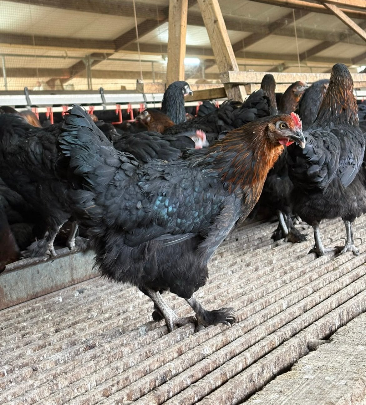 Legkippen Marans, Vrouwelijk, Kip