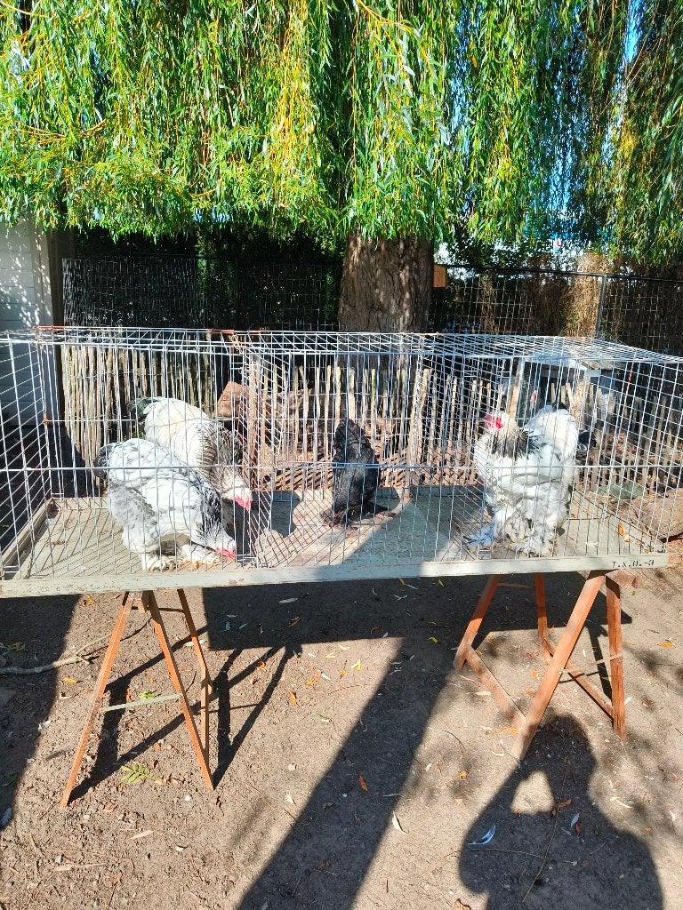 Brahma kippen, Vrouwelijk, Kip
