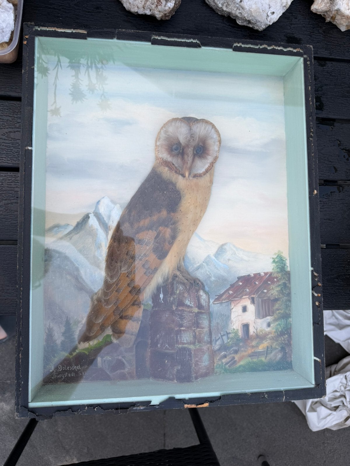 Opgezette kerkuil taxidermie taxidermy opgezet diorama, Ophalen, Zo goed als nieuw, Vogel, Opgezet dier