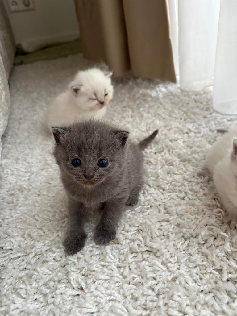 Britse korthaar kittens, Dieren en Toebehoren, 0 tot 2 jaar