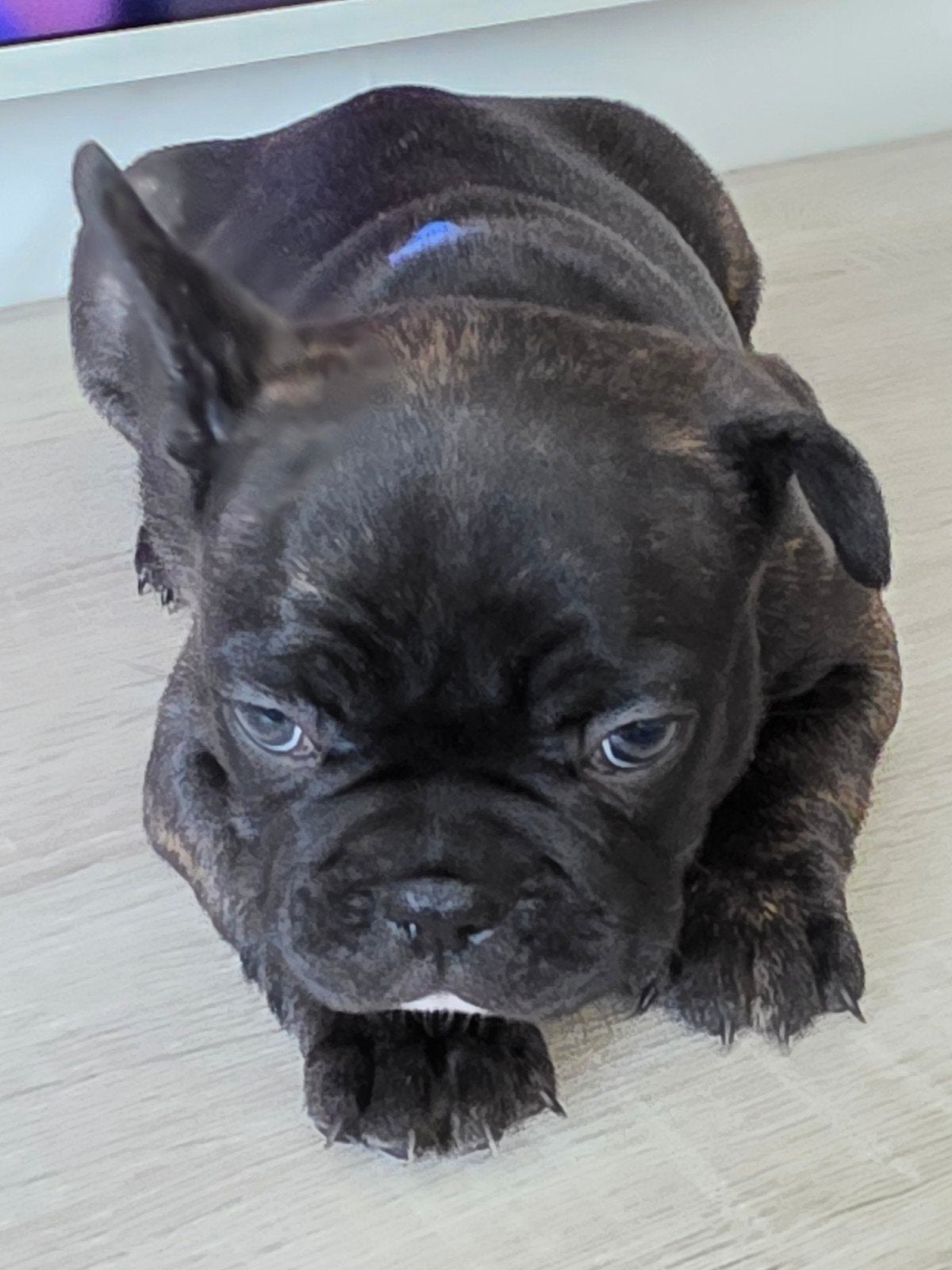 Franse bulldog puppies/gouden mandje. 3 reutjes en 3 teefjes, 8 tot 15 weken, Bulldog, Meerdere, Meerdere dieren