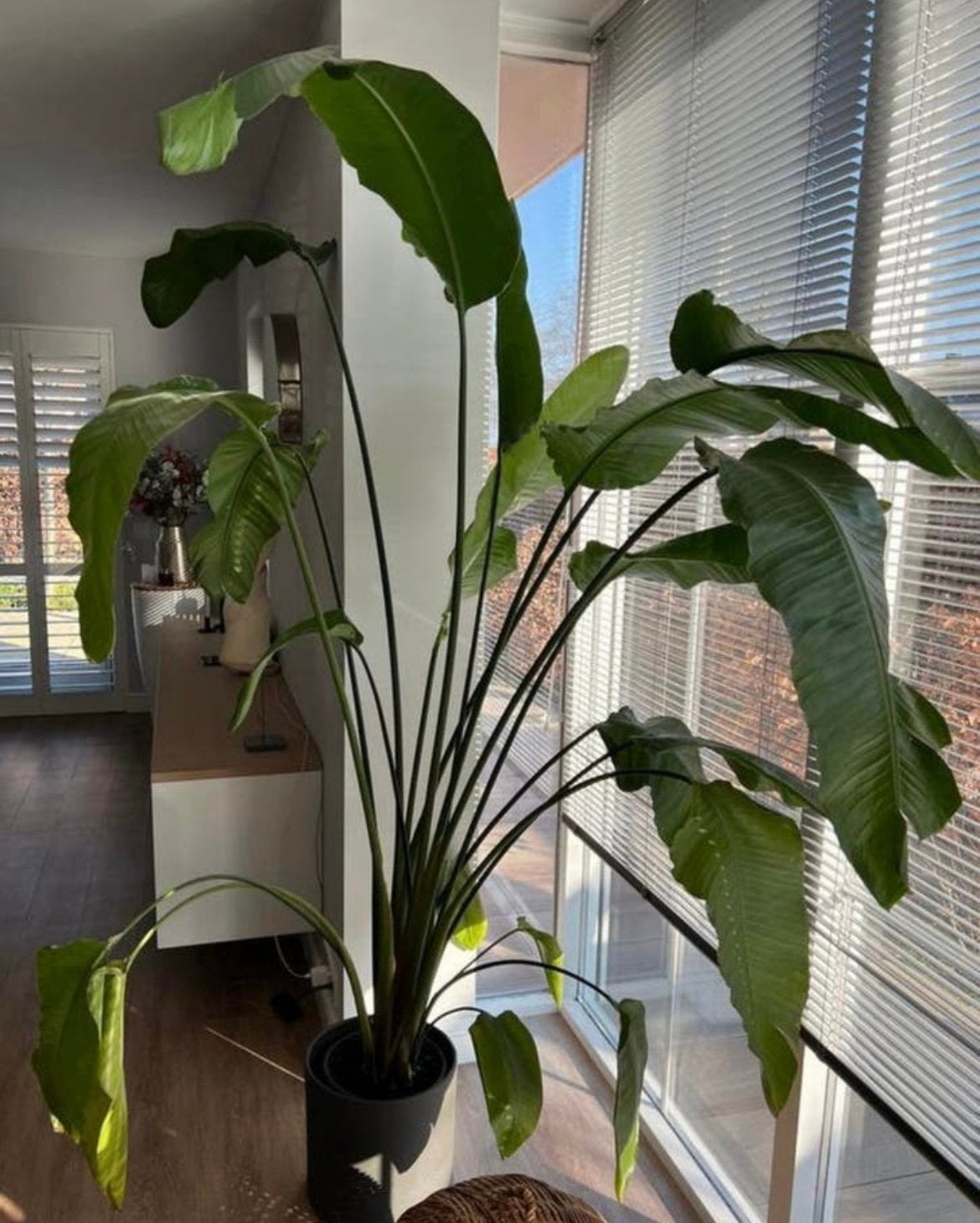 Strelitzia plant, Ophalen, Volle zon, 150 tot 200 cm