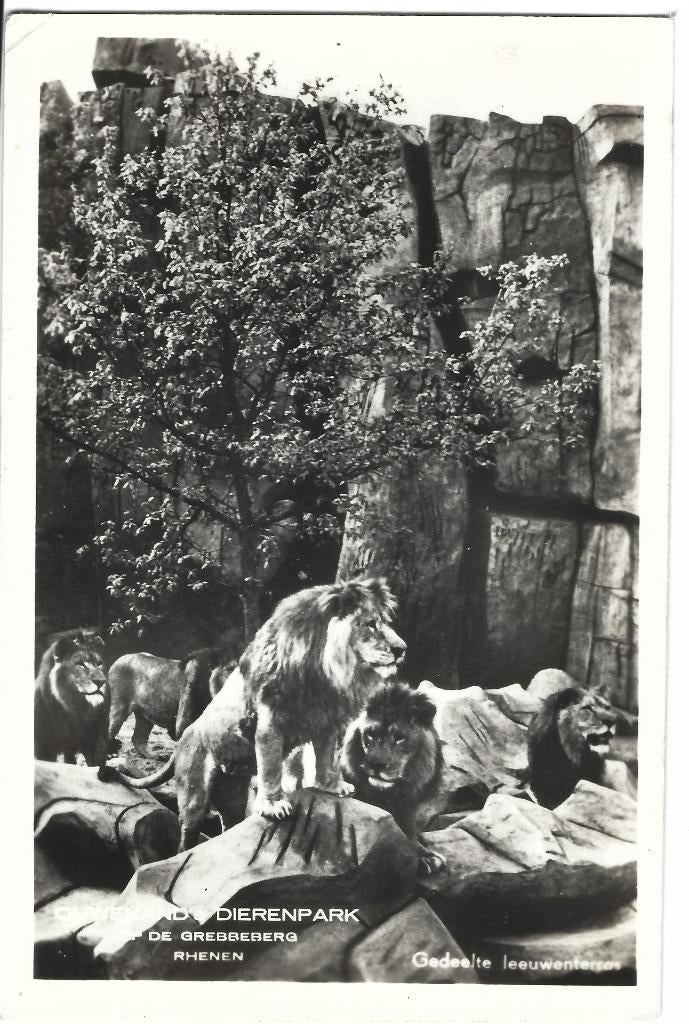 Rhenen, Ouwehand Dierenpark - Gedeelte Leeuwenterras, Verzenden, 1940 tot 1960, Ongelopen, Utrecht