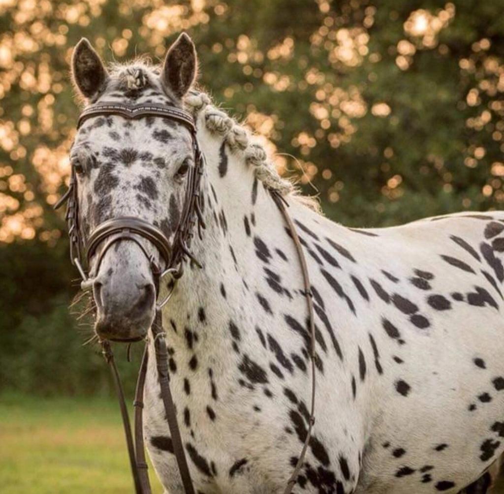 Verzorg paard/pony gezocht, Ophalen of Verzenden, Nieuw