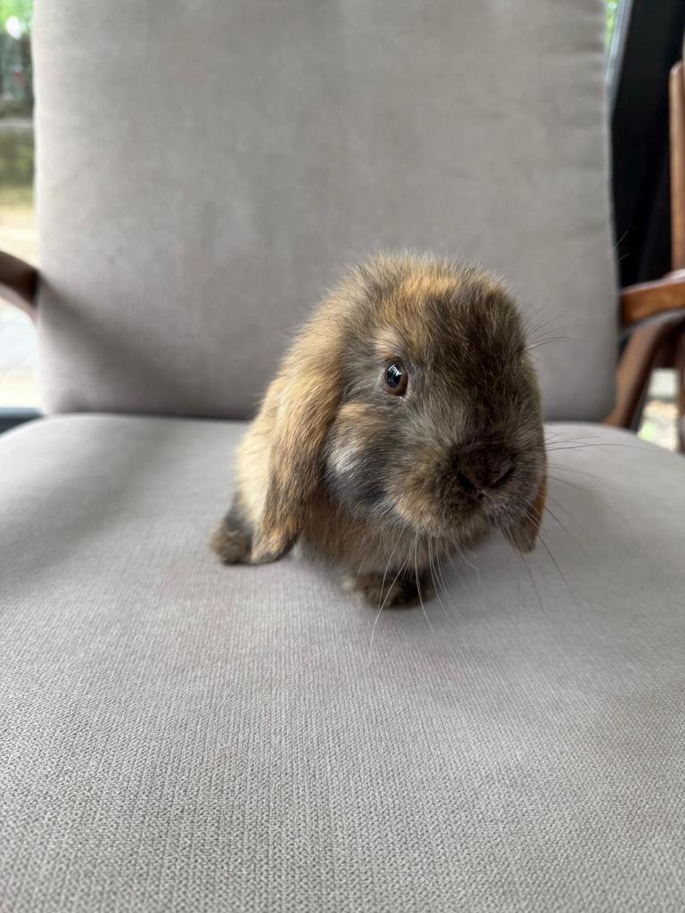 Dwergkonijn te koop, Dieren en Toebehoren, Konijnen, Mannelijk, Dwerg