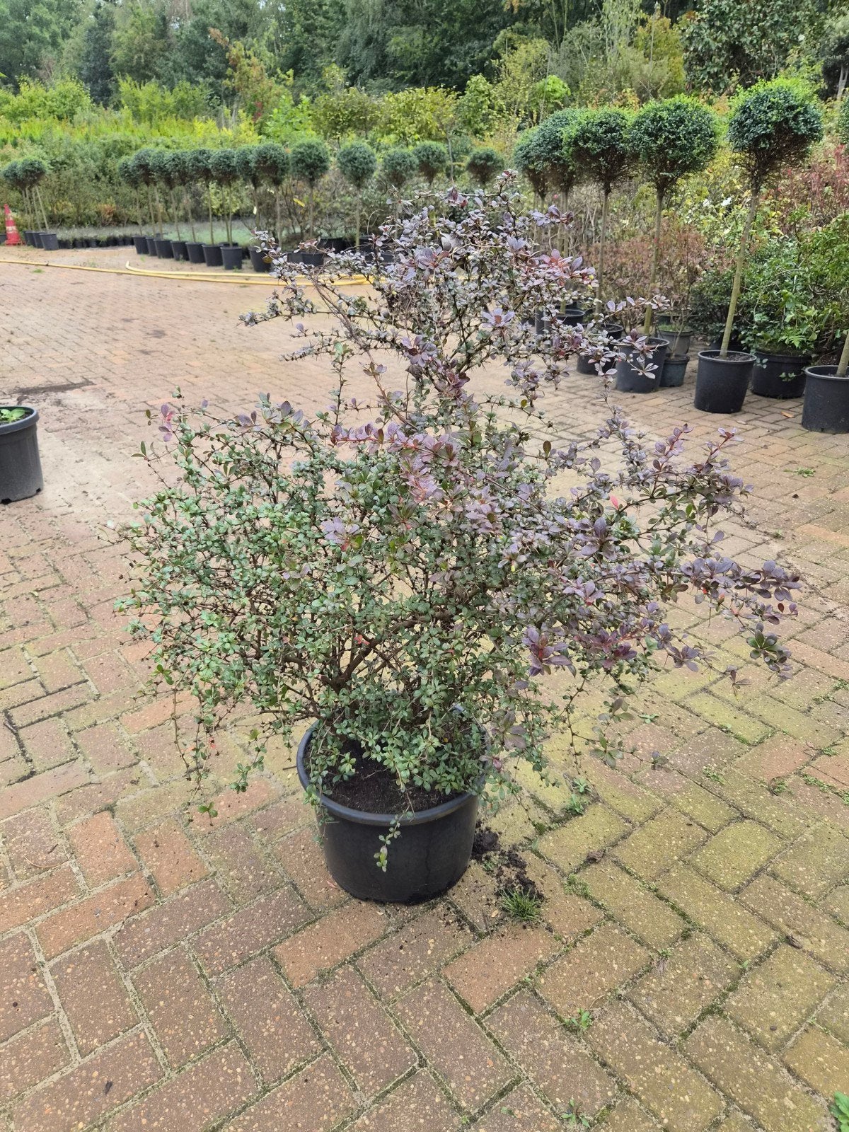 Berberis struik - Ideaal voor elke tuin xxl, Ophalen, Overige soorten, Struik, 100 tot 250 cm