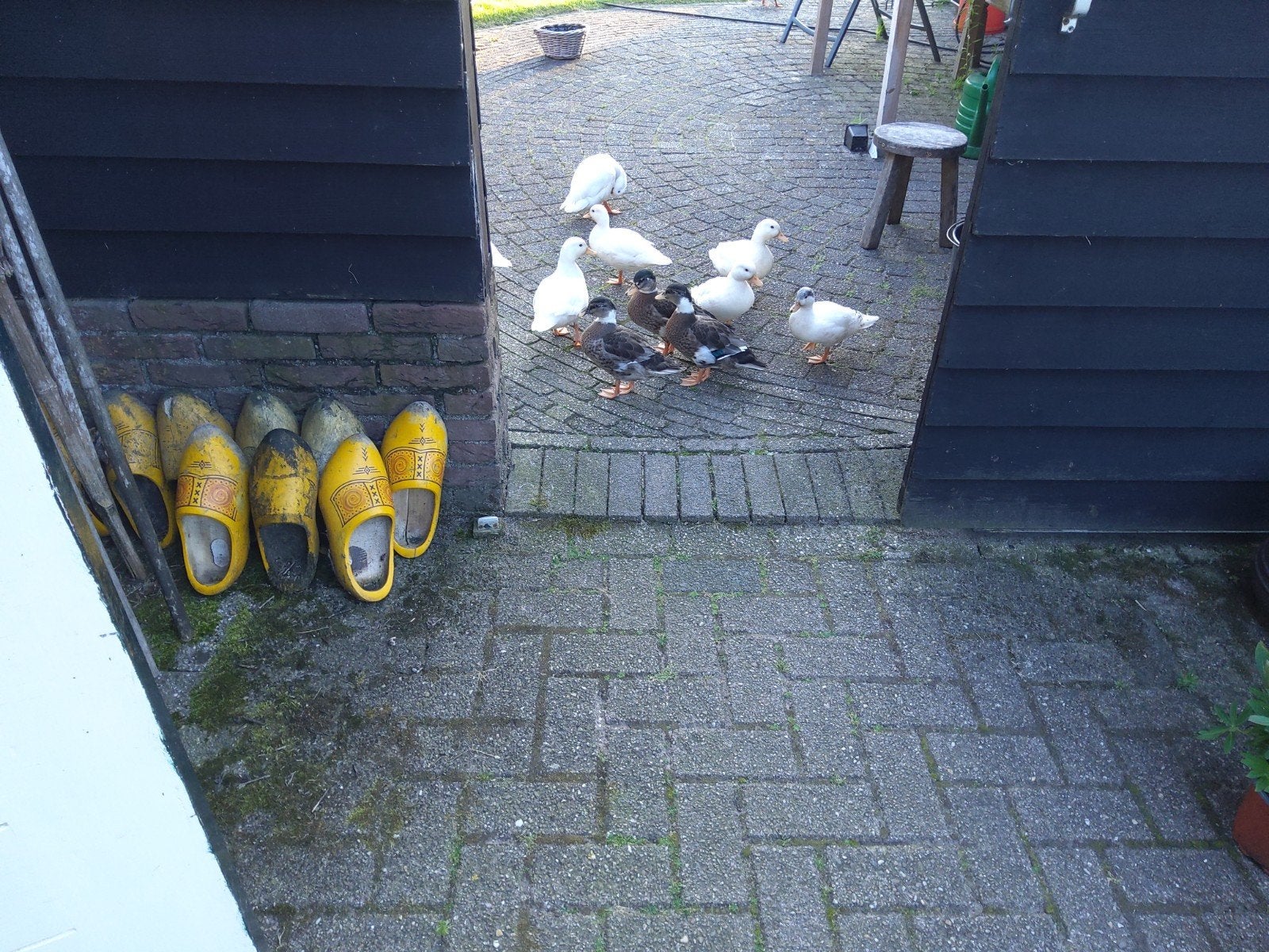 Kwakertjes, Mannelijk
