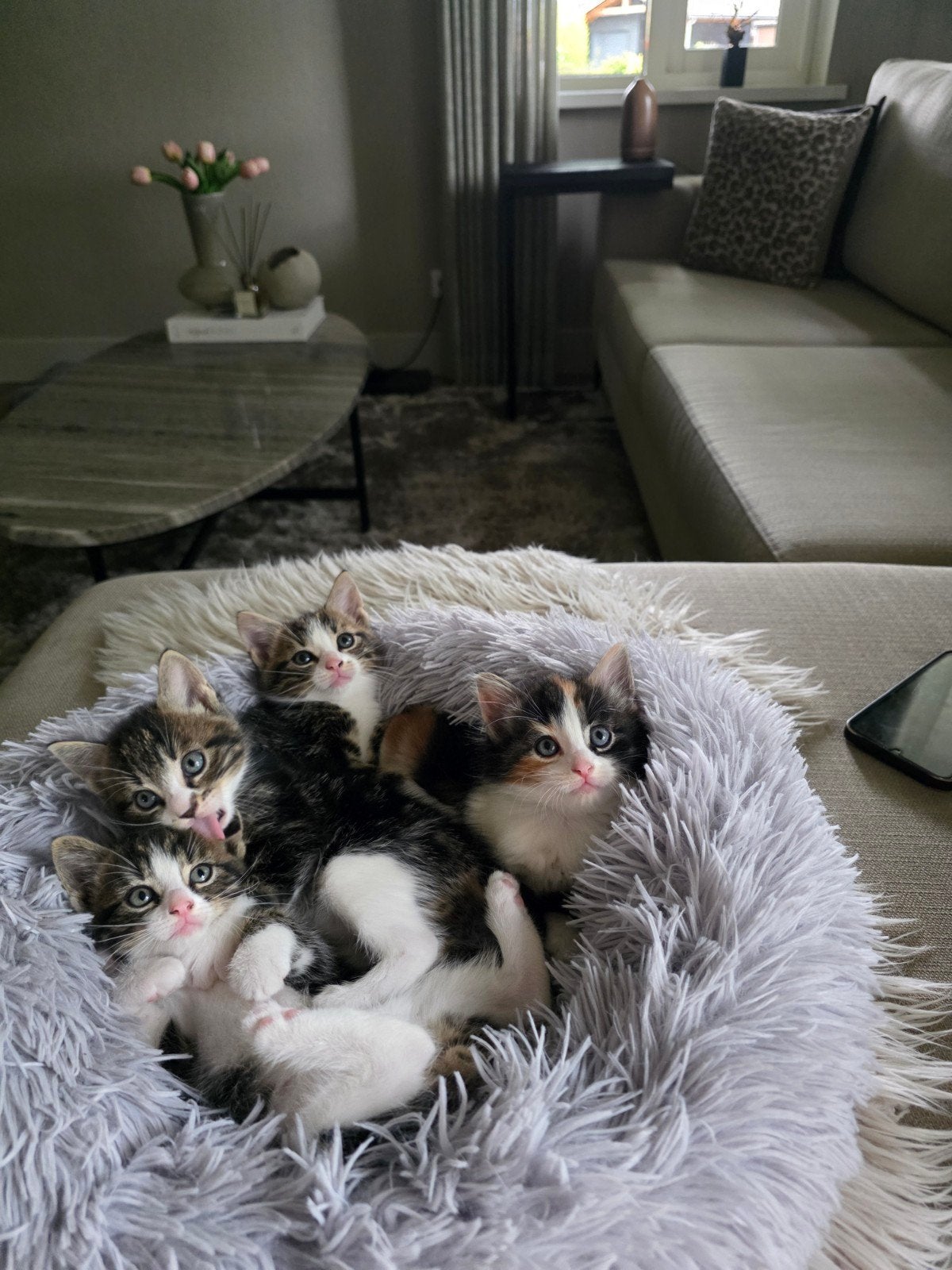 4 lieve Europese korthaar kittens zoeken een nieuw huisje, Meerdere dieren, Kortharig, 0 tot 2 jaar