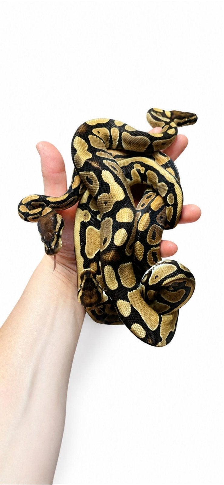 Koning pythons, Slang, Tam, 0 tot 2 jaar