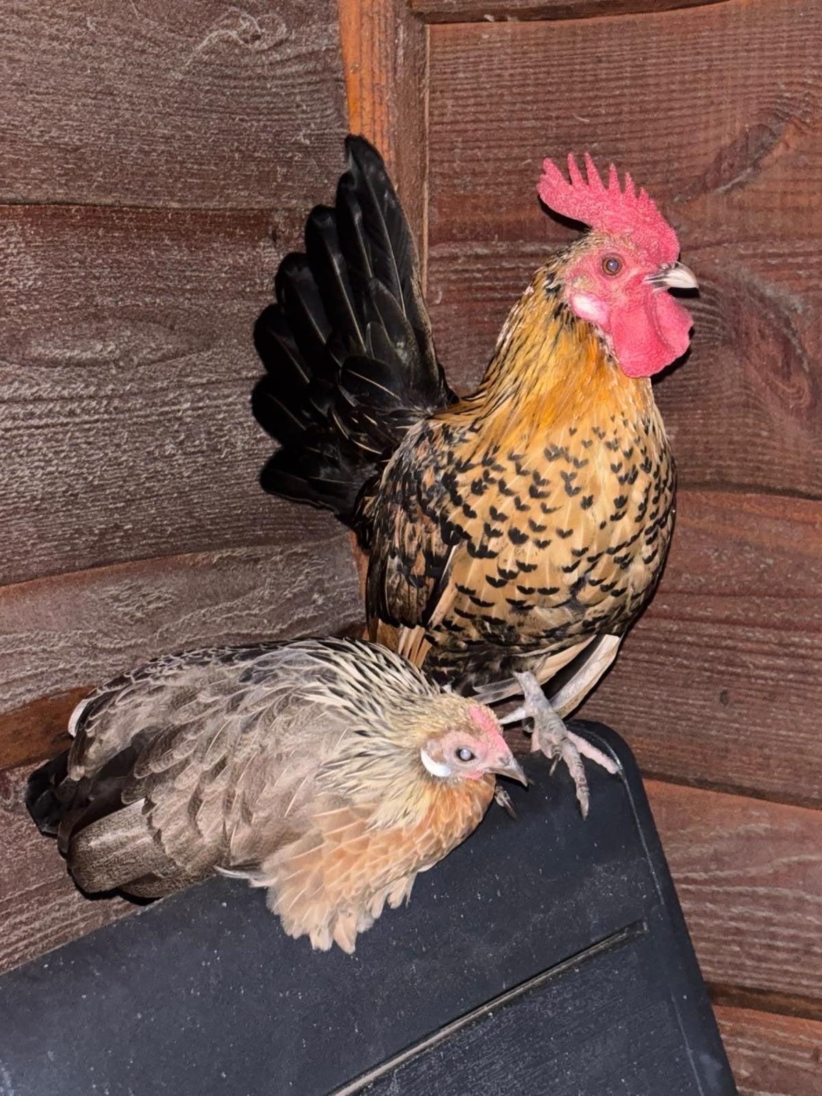 Krielhaan en kip met hok, Meerdere dieren, Kip