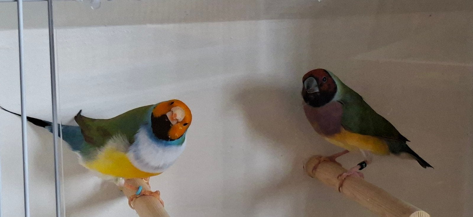 Gouldamadine Koppel, Dieren en Toebehoren, Meerdere dieren, Tropenvogel, Geringd