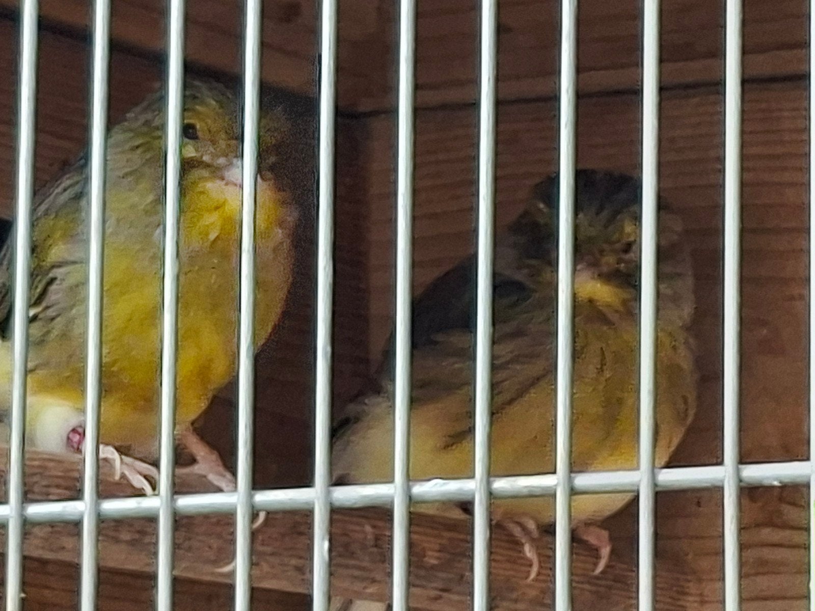 2 Gloster Kanaries mannetjes, Mannelijk, Postuurkanarie
