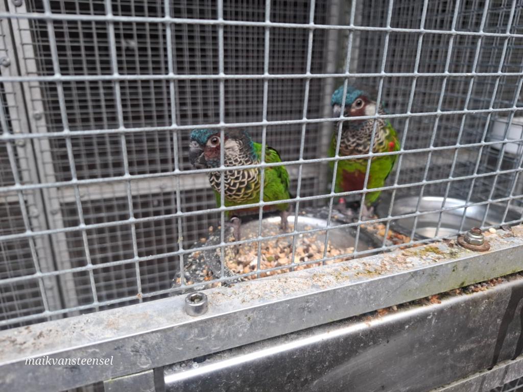 Koppel pyrrhura picta picta, Meerdere dieren, Parkiet, Geringd
