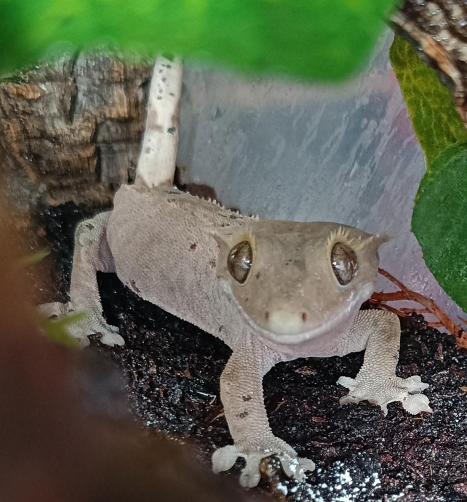Wimpergekko vrouw dalmatian, Dieren en Toebehoren, Hagedis, 0 tot 2 jaar