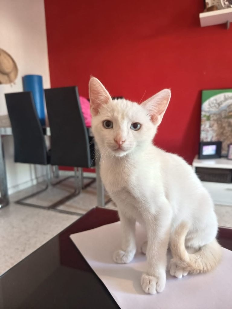 Jarela, Bamban, x redpoint siam, 4/6/24, Kater, Kortharig, 0 tot 2 jaar