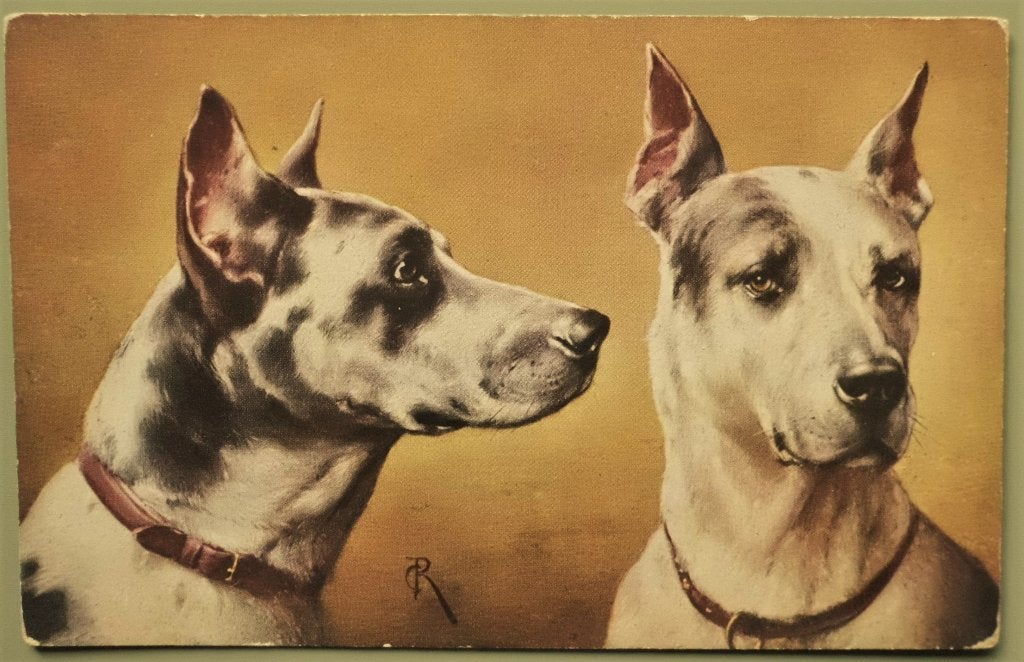 2 honden - Tiger-doggen - jaren 10, Ophalen of Verzenden, Voor 1920, Ongelopen, Hond of Kat