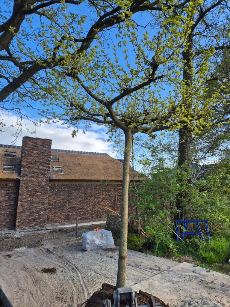 2 dakmoerbei bomen, Tuin en Terras, Planten | Bomen, Lente, Dakboom, 250 tot 400 cm, Ophalen
