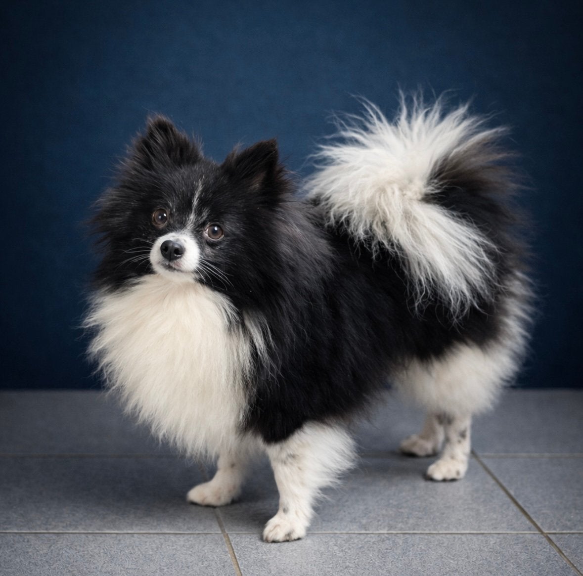 Pomeranian Pomeriaan Dwerg Klein Kees Dekreu, Dieren en Toebehoren, Honden | Poolhonden, Keeshonden en Oertypen, Keeshond, Reu