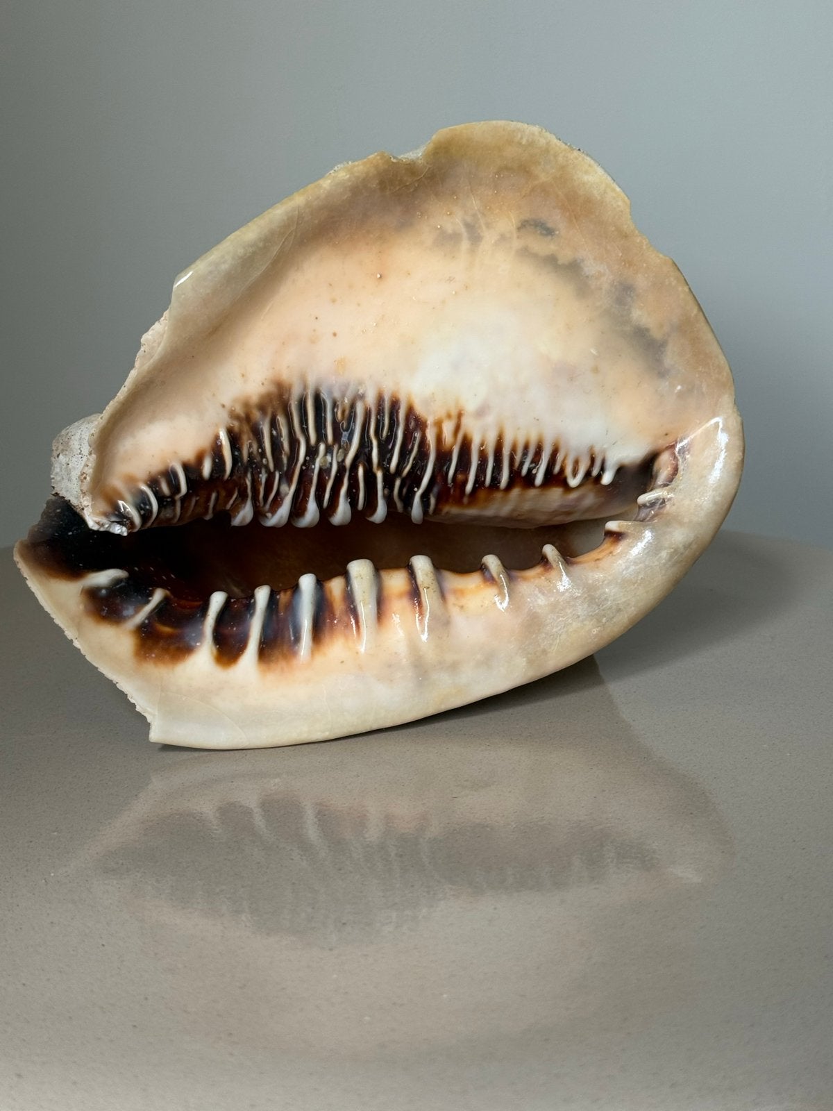 Prachtige Grote Rode Helmschelp (Cassis / Cypraecassis rufa), Ophalen of Verzenden, Gebruikt