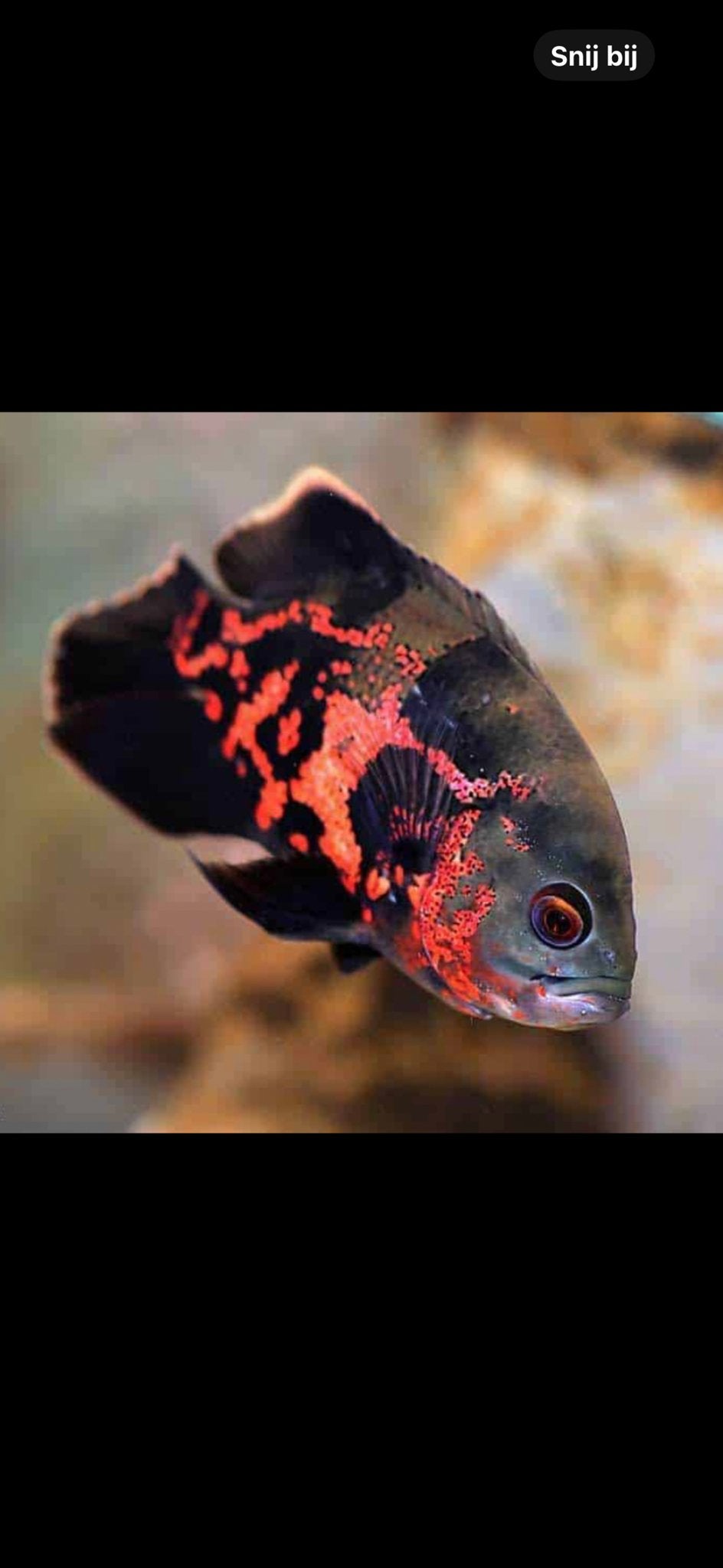 Gezocht!!! Pauwoog cichlide aatronotus osellatus