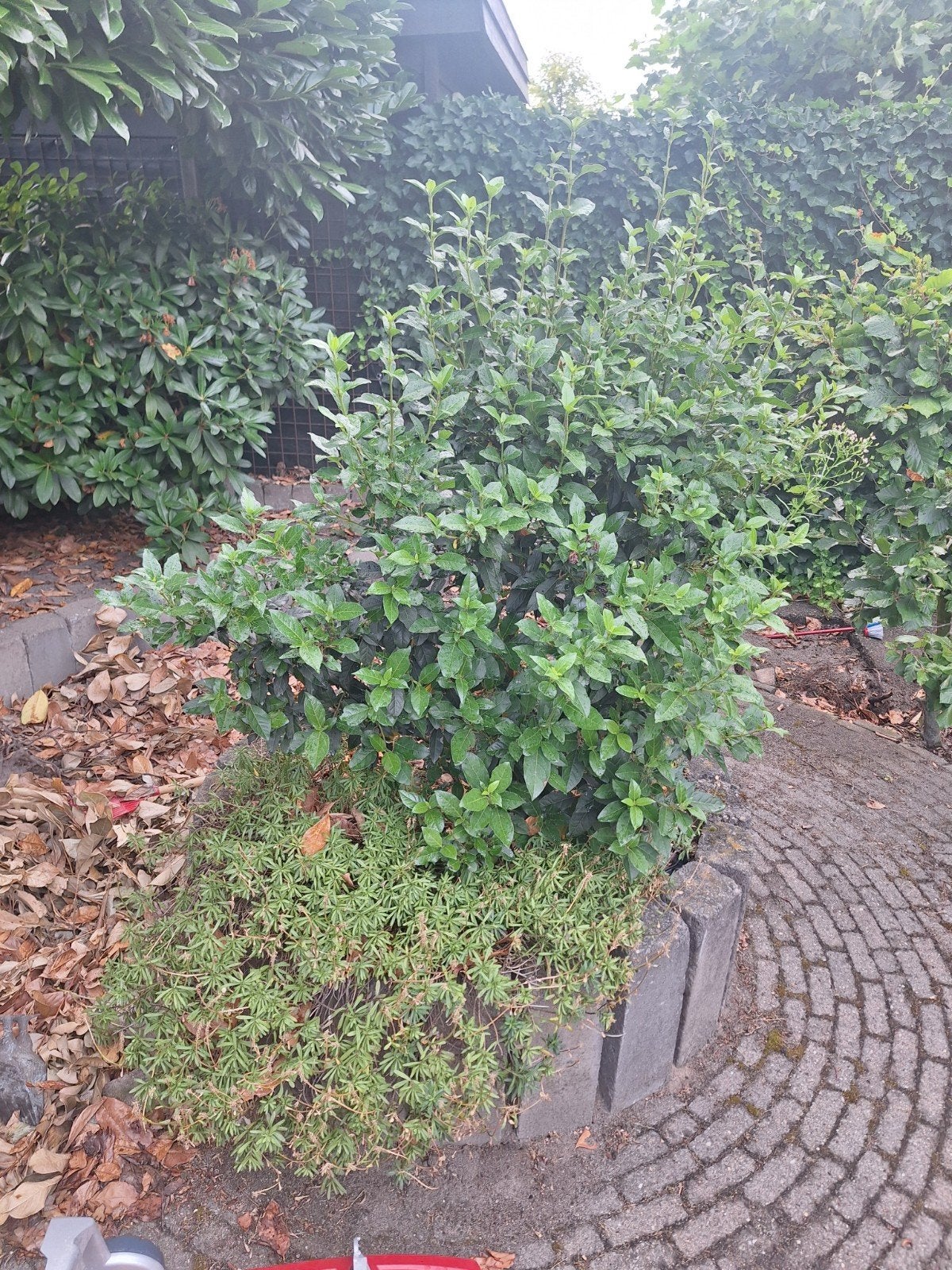 Buiten tuin planten, Ophalen, Overige soorten, Minder dan 100 cm