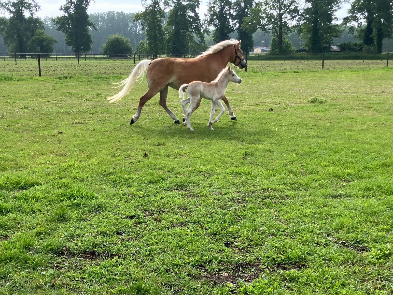 Haflingermerrie te koop, Dieren en Toebehoren, Paarden, Merrie, Recreatiepaard