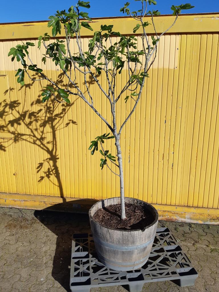 Vijgenboom 2m+ met eiken bloembak (half wijnvat), Ophalen, 100 tot 250 cm, In pot, Lente