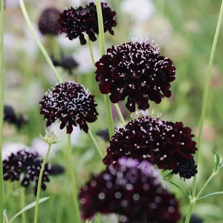 Duifkruid zwart - Scabiosa atropurpurea Black Night, Tuin en Terras, Ophalen of Verzenden, Volle zon