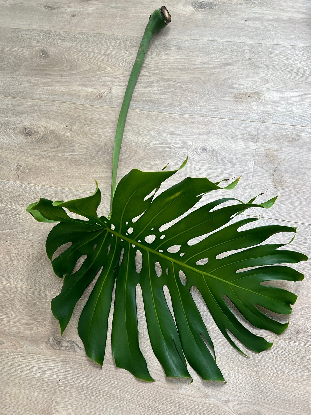 Large Monstera Deliciosa Mid Cuttings (Stekken) - €5 Each, Ophalen, Halfschaduw, Minder dan 100 cm