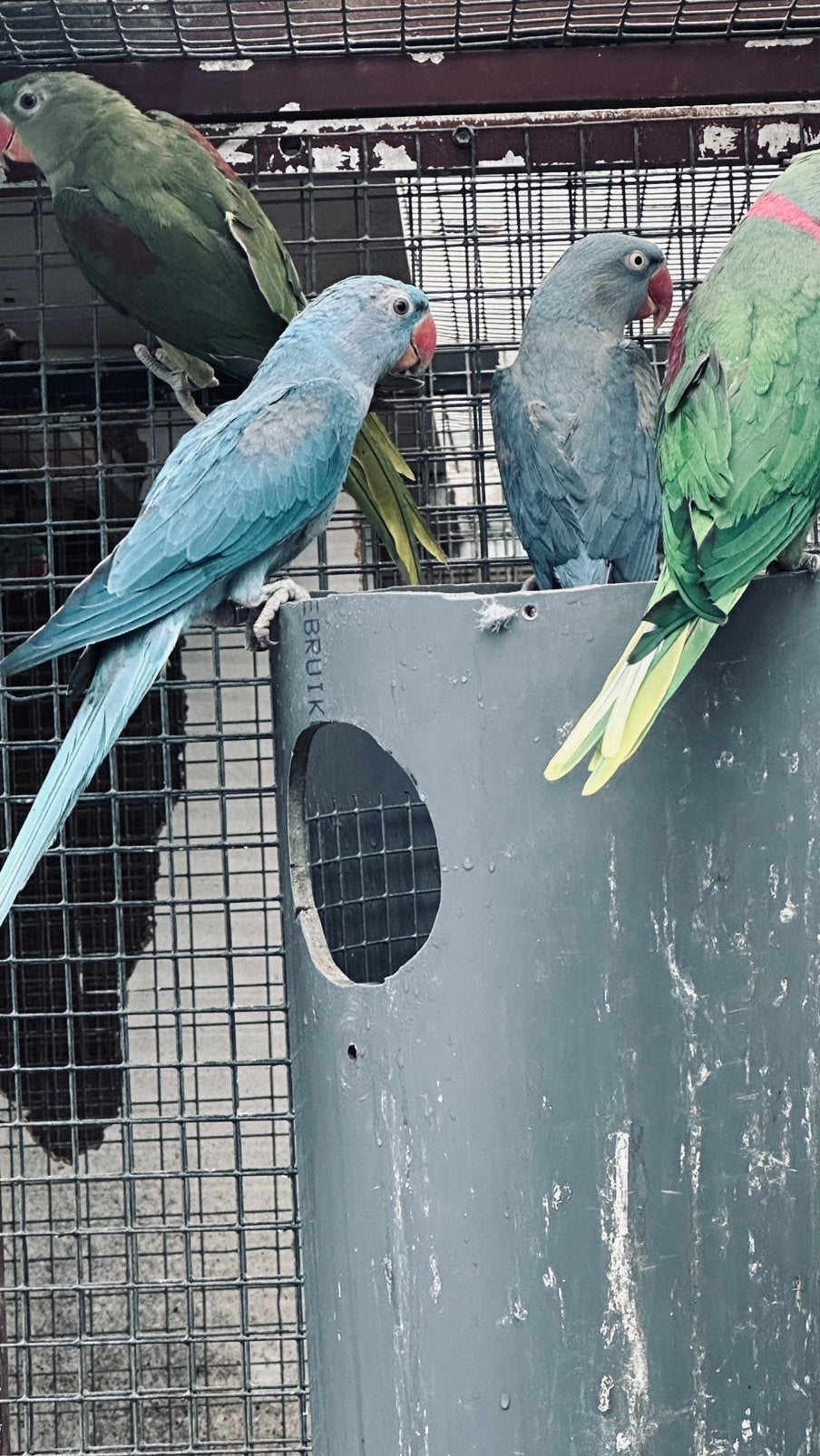 Blauwe alexander pop 26 en man 25, Dieren en Toebehoren, Vrouwelijk, Parkiet, Geringd