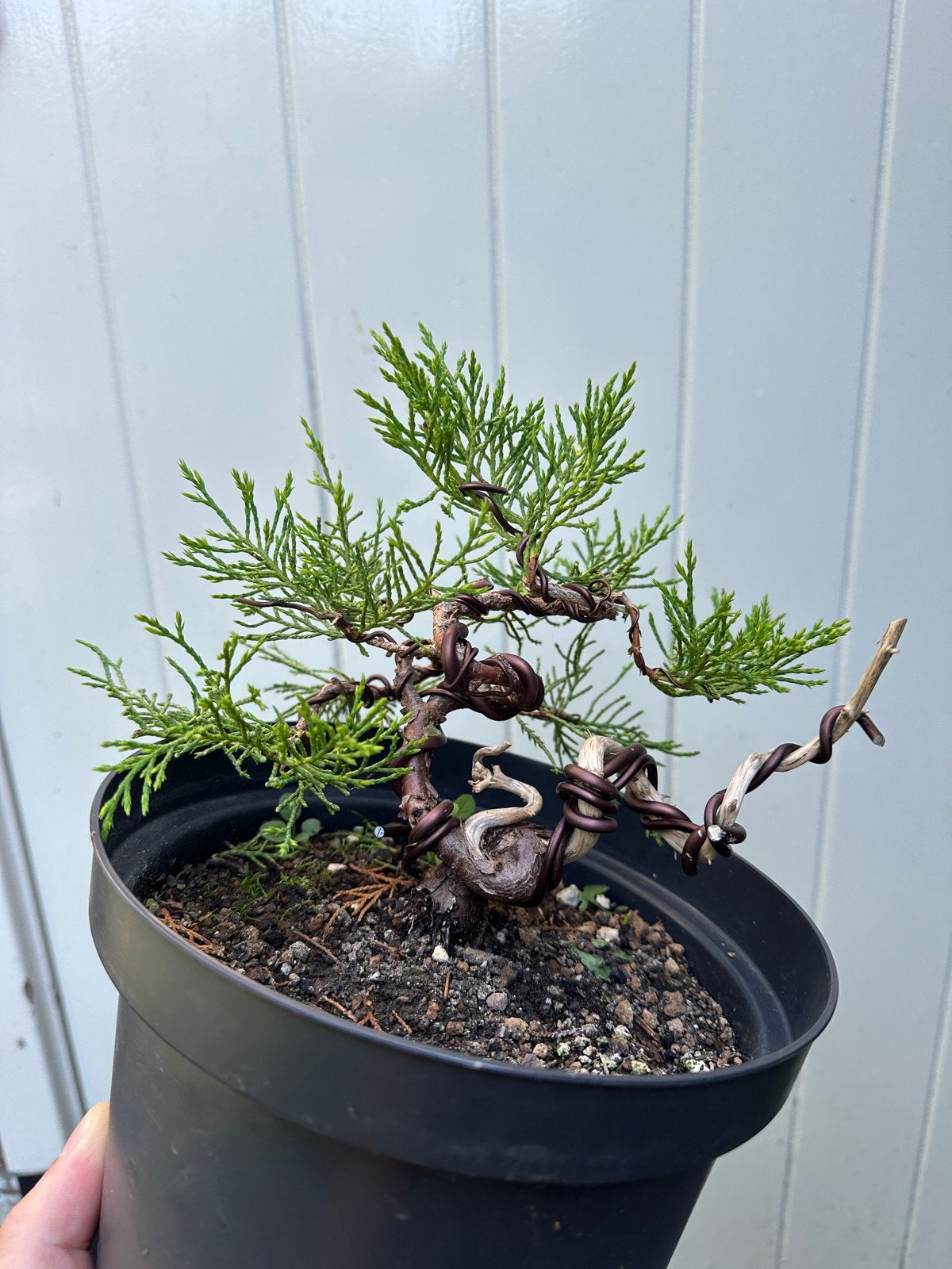 Juniperus Bonsai - Uniek Gevormde Jeneverbes, Volle zon, Vaste plant, Bloeit niet, Ophalen