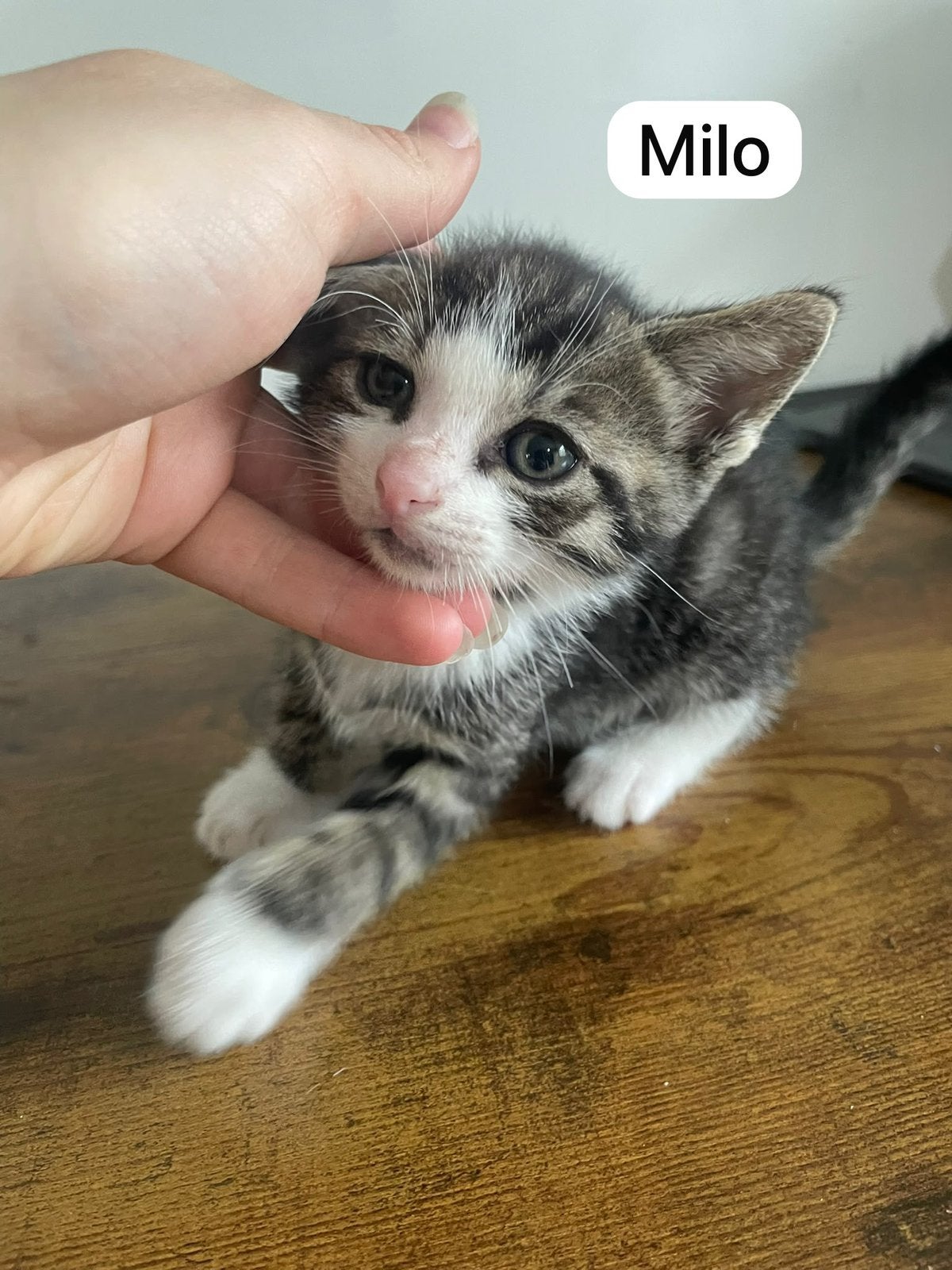 Lieve kittens 10 weken oud (3 poes) + moeder, Dieren en Toebehoren, Katten en Kittens | Overige Katten, Poes, Kortharig, 0 tot 2 jaar