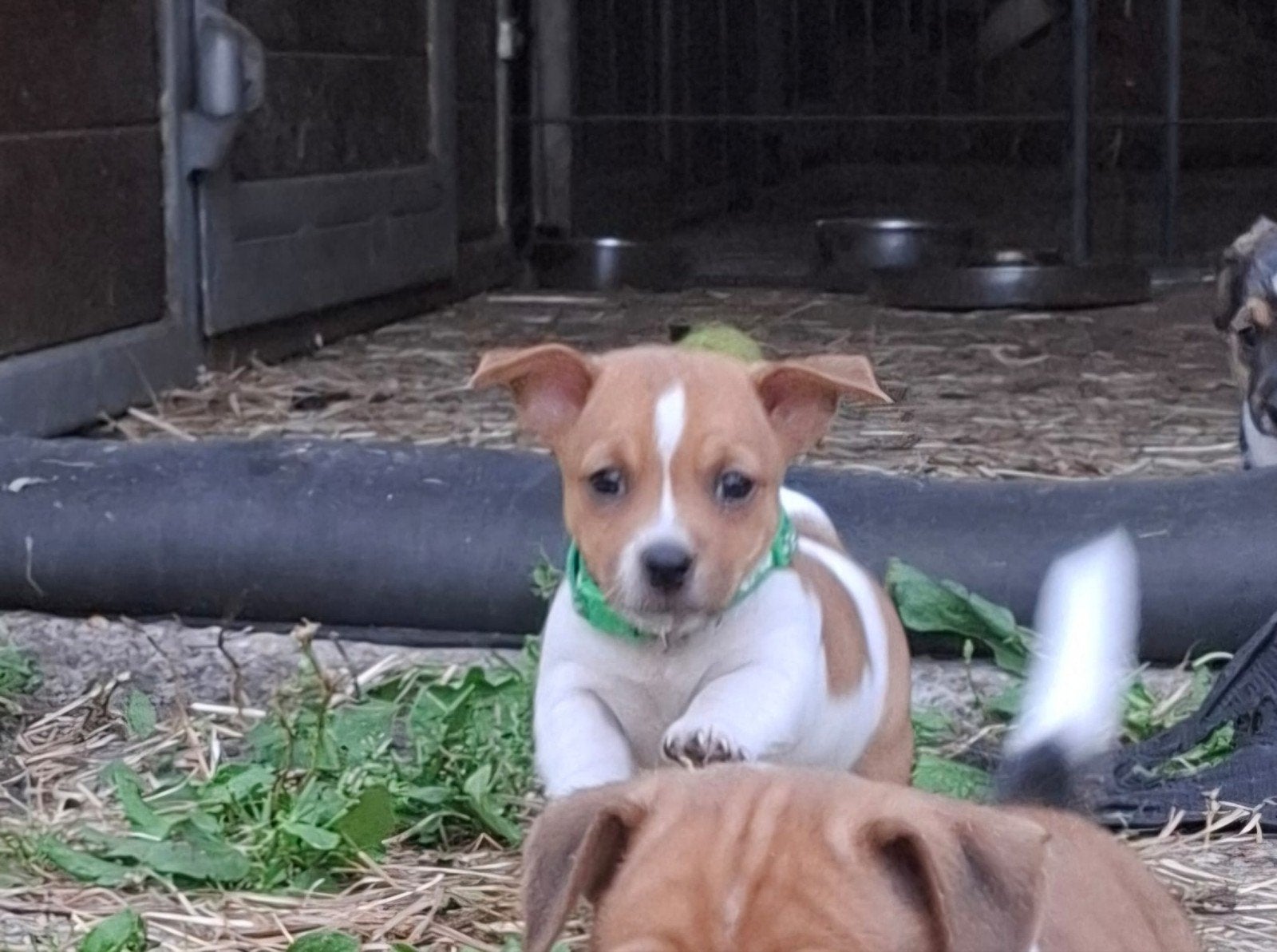 leuke, speelse jack russel pups, Parvo, Jack Russell Terriër, 8 tot 15 weken, Meerdere