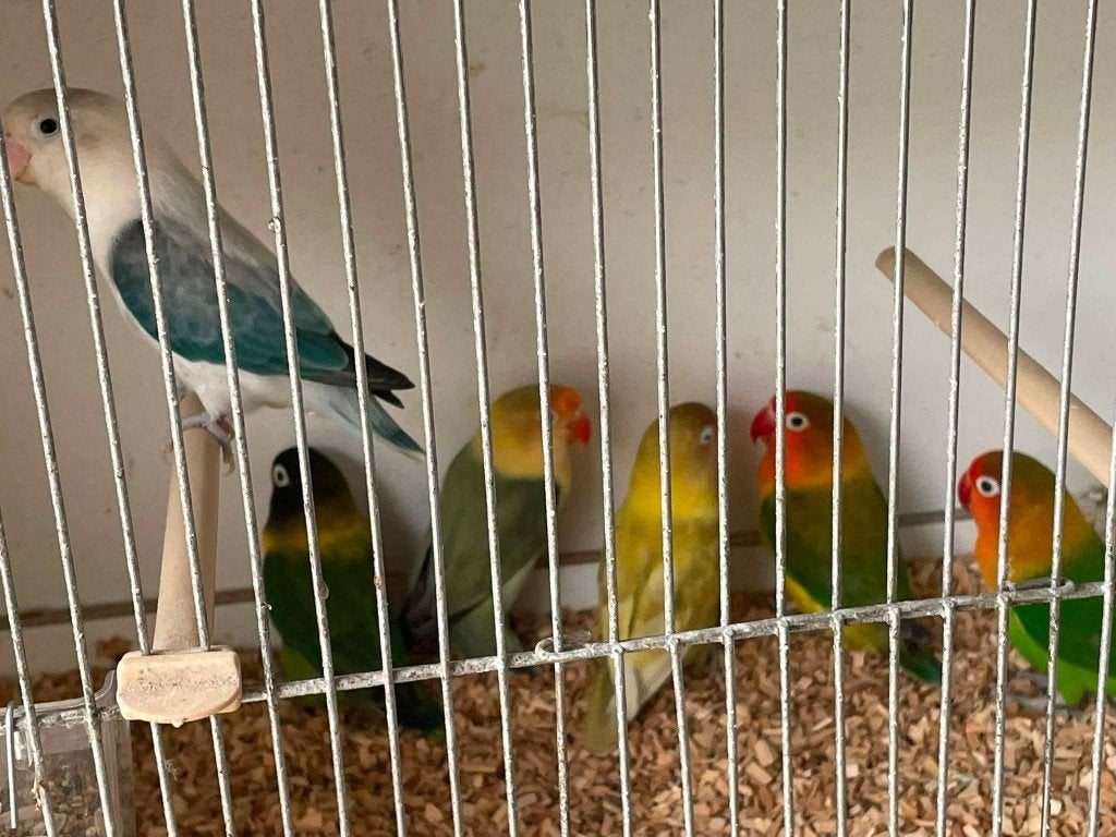 Fischeri's mannen en poppen 22-26 met DNA, Meerdere dieren, Dwergpapegaai of Agapornis
