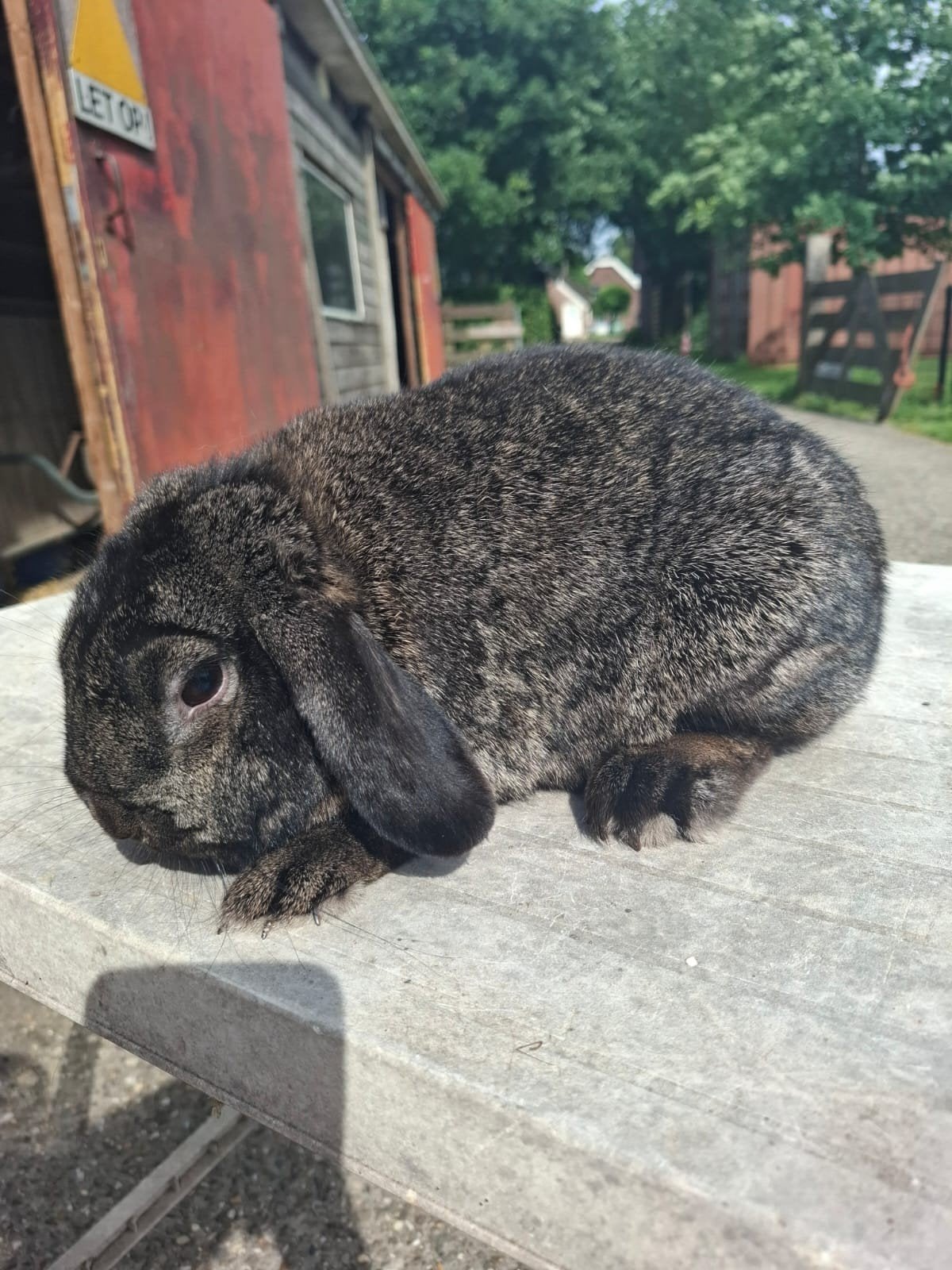 nhd hangoor konijn, Dieren en Toebehoren, Meerdere dieren, Dwerg, Hangoor, 0 tot 2 jaar