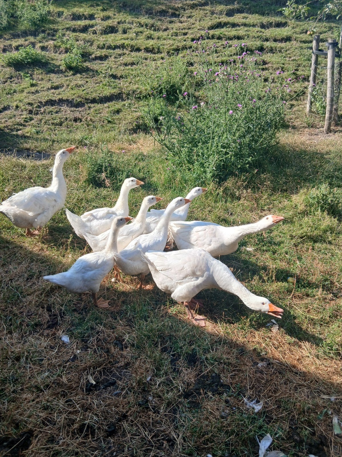 3 jonge witte ganzen, Meerdere dieren, Gans of Zwaan