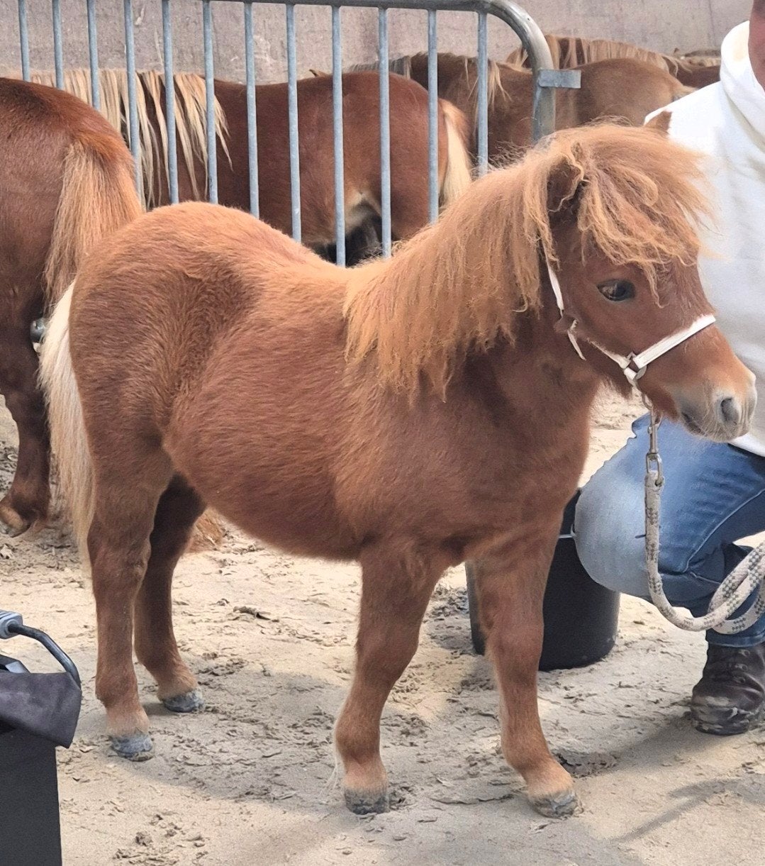 shetlander veulen, Hengst