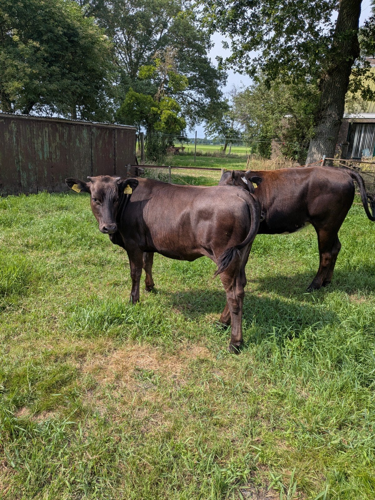 Kruising Black Angus pinken, Dieren en Toebehoren, Runderen, Vrouwelijk, 0 tot 2 jaar