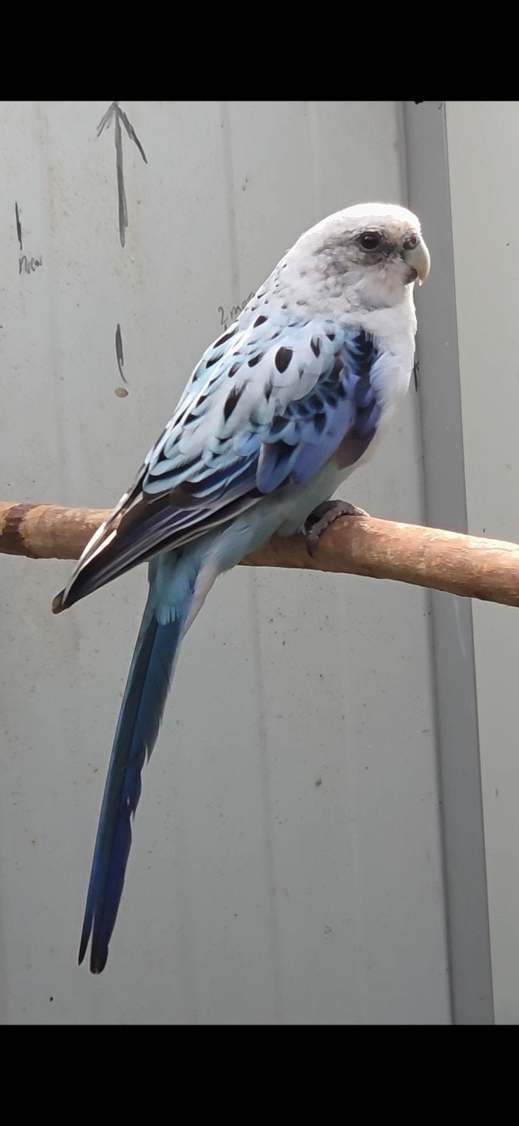 2 mooie blauwe rosella. golden. zwart, Mannelijk, Parkiet, Geringd