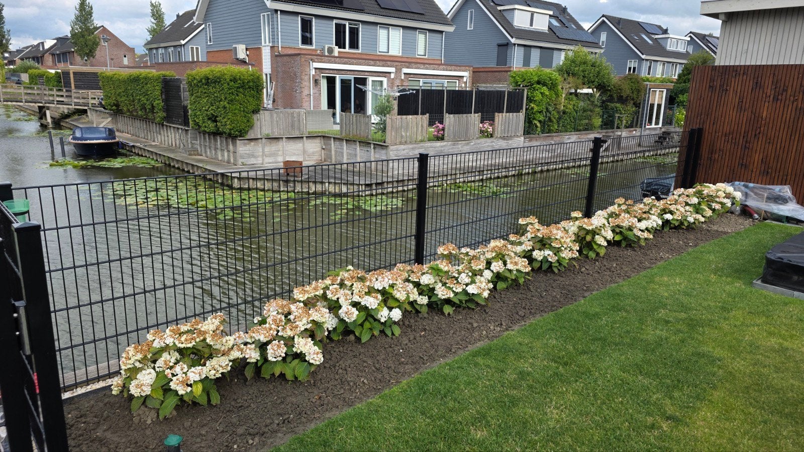 Hydrangea macrophylla ‘White Ball’ hortensia, Tuin en Terras, Vaste plant, Halfschaduw, Herfst, Ophalen