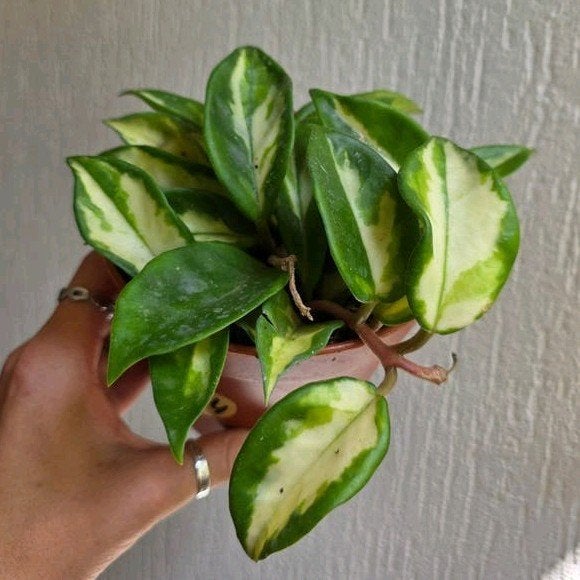 Hoya Carnosa Tricolor | Kamerplant, Huis en Inrichting, Ophalen of Verzenden, Halfschaduw, Minder dan 100 cm