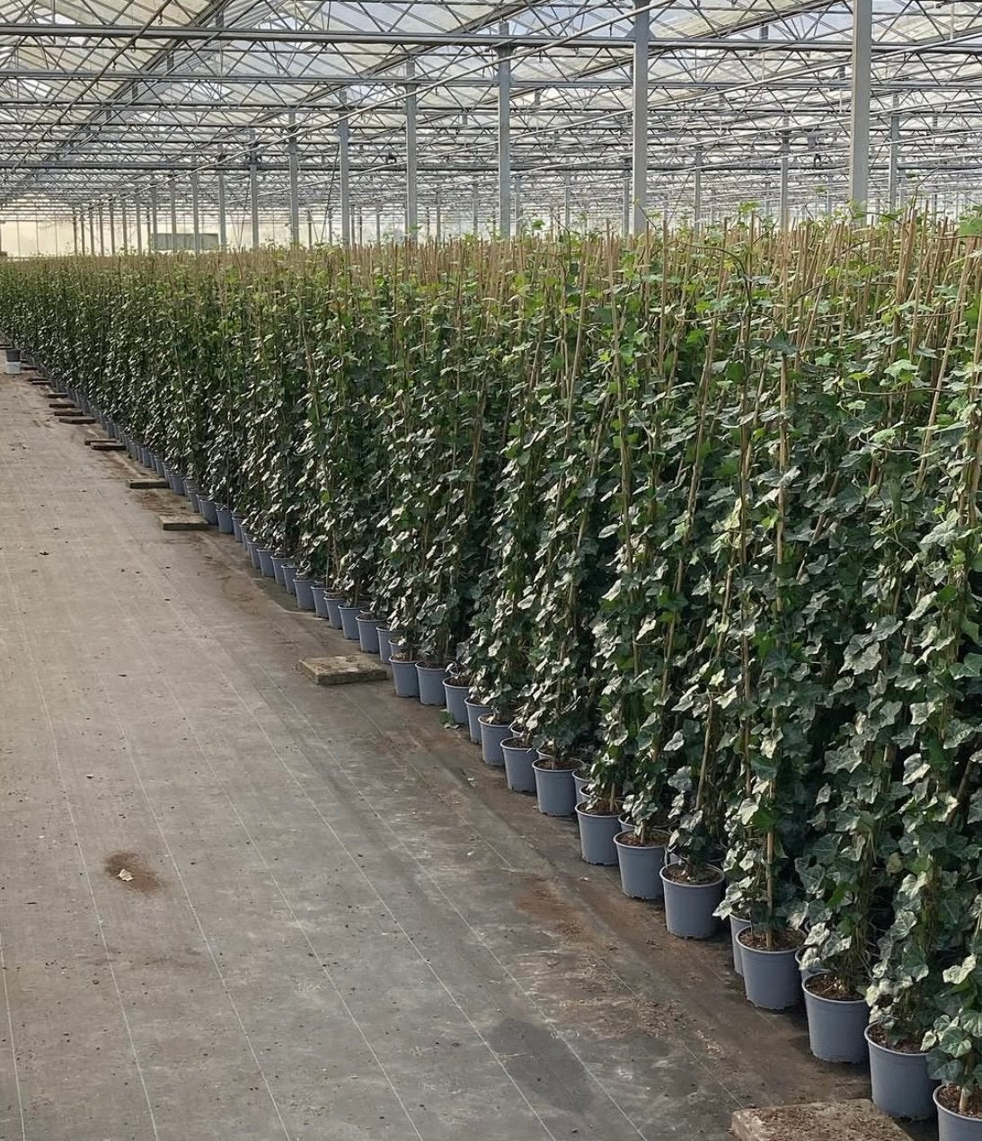 Groenblijvende klimop | Hedera Hibernica in maten, Tuin en Terras, Ophalen of Verzenden, Overige soorten, 100 tot 250 cm