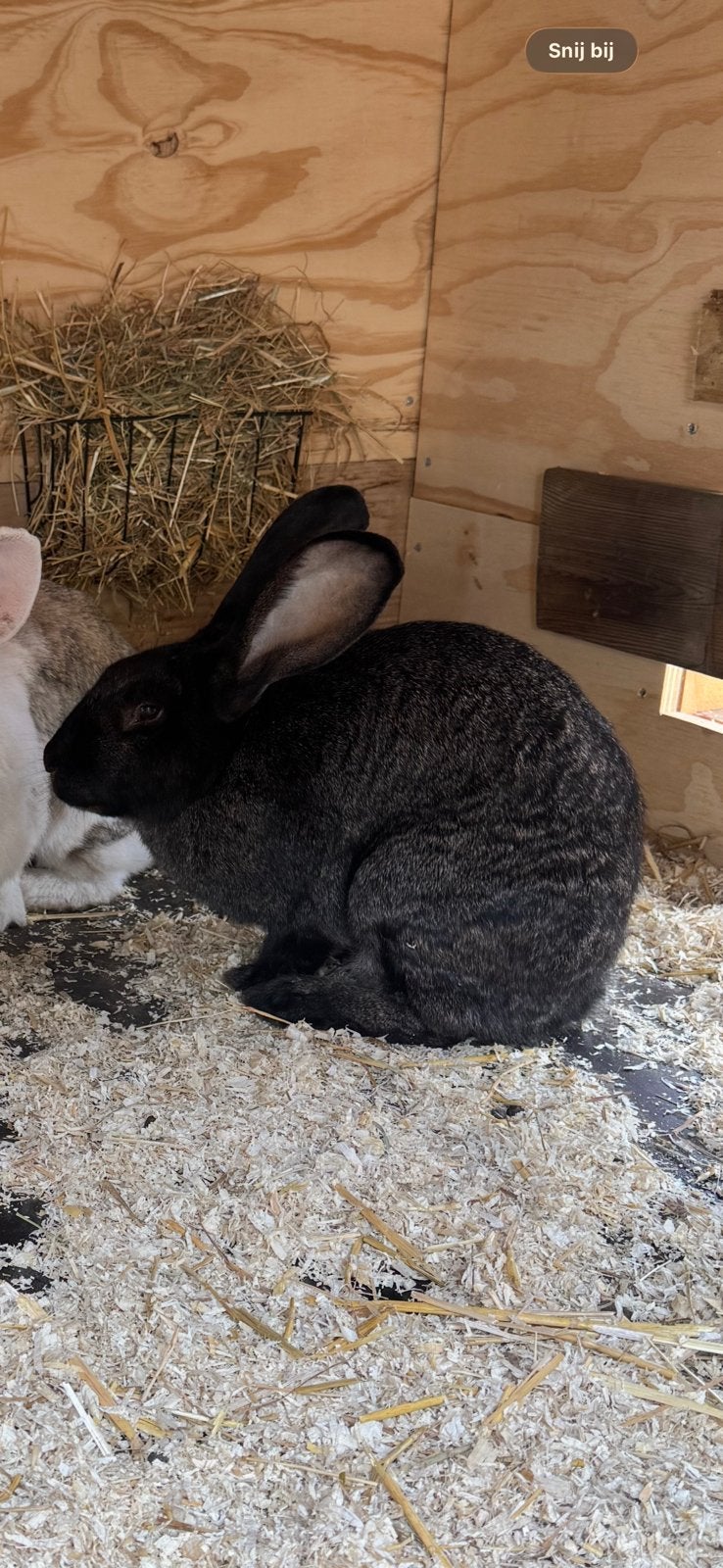 Vlaamse reus voedster, Dieren en Toebehoren, Vrouwelijk, Groot