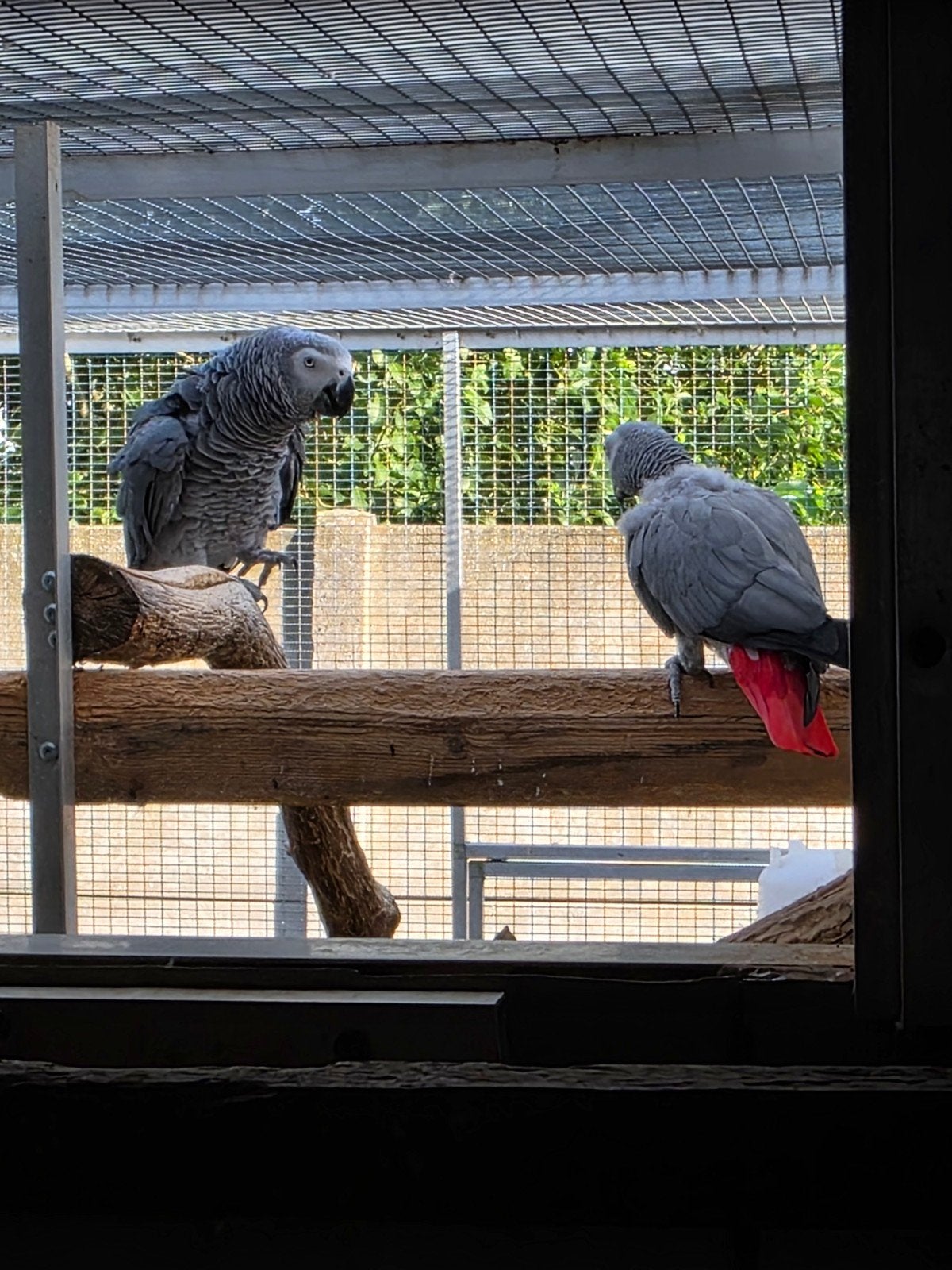 bewezen kweekkoppel grijze roodstaart, Dieren en Toebehoren, Vogels | Parkieten en Papegaaien, Meerdere dieren, Papegaai, Geringd