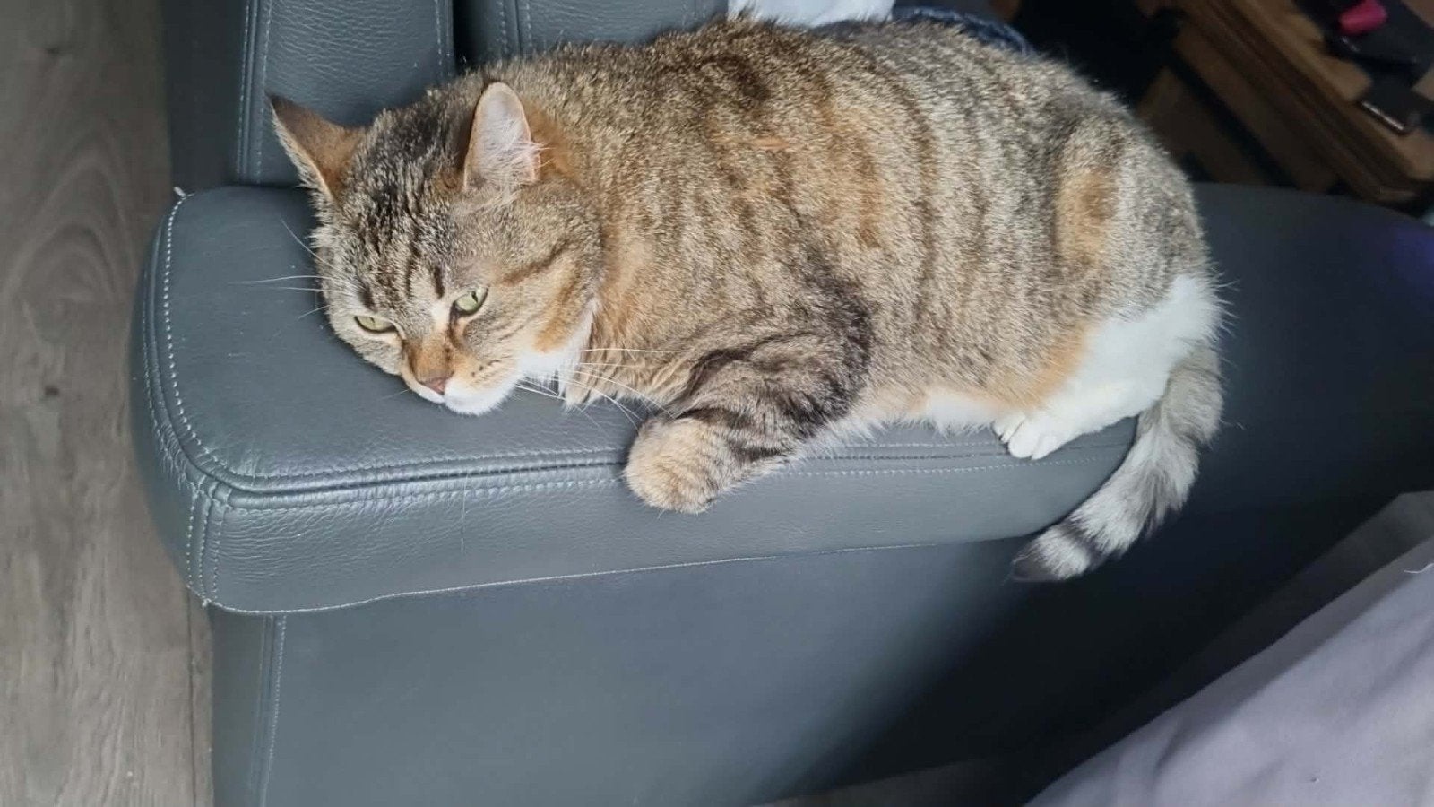 8 jarige dame, Poes, 6 jaar of ouder