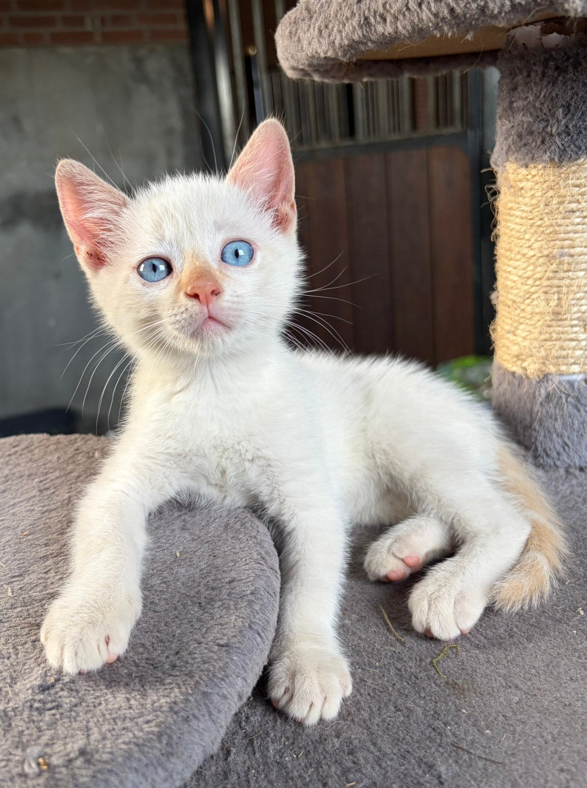 Prachtige lieve (red point) kittens te koop, Kater, Ontwormd, 0 tot 2 jaar