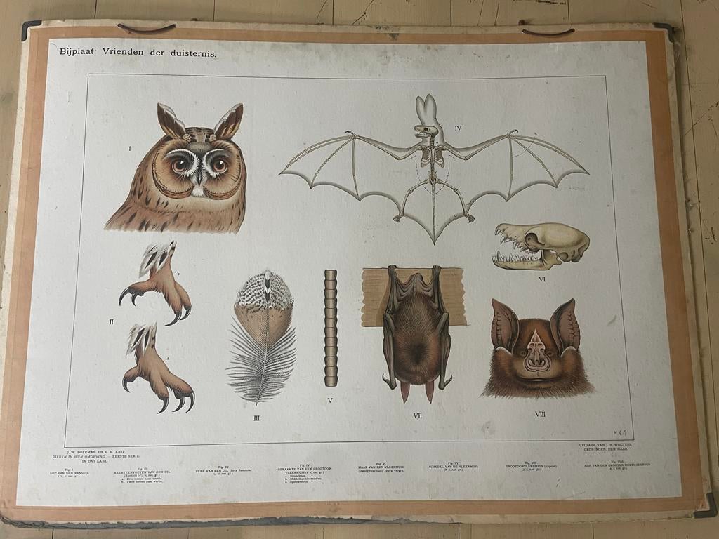 Schoolplaat Vrienden der Duisternis - Uil en Vleermuis, Ophalen, Natuur en Biologie