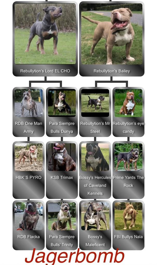 American Bully - XL-XXL Tri color dekreuen, Reu, Meerdere, CDV (hondenziekte), 3 tot 5 jaar
