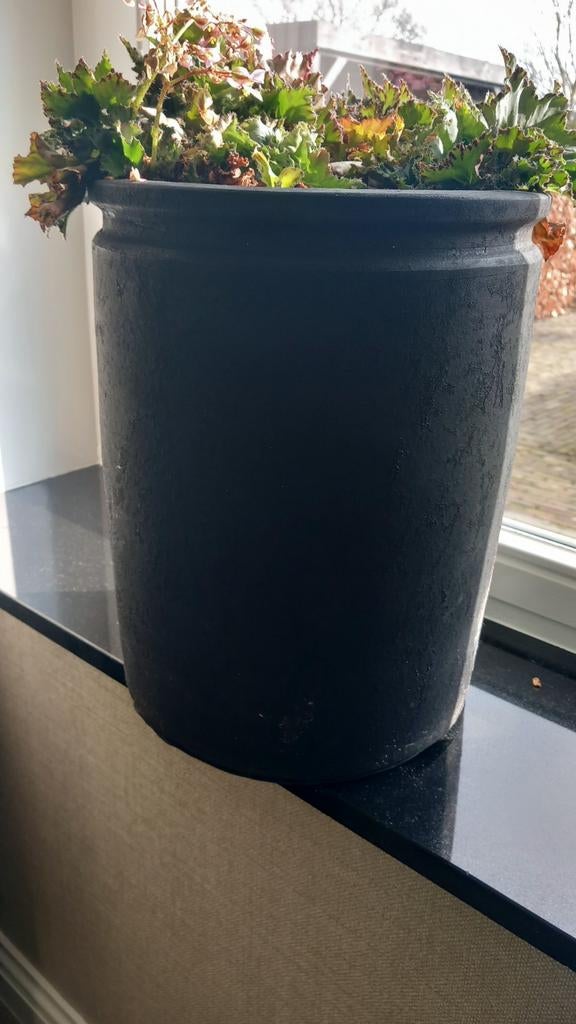 Grote vaas bloempot still met plant., Ophalen, Halfschaduw, Minder dan 100 cm