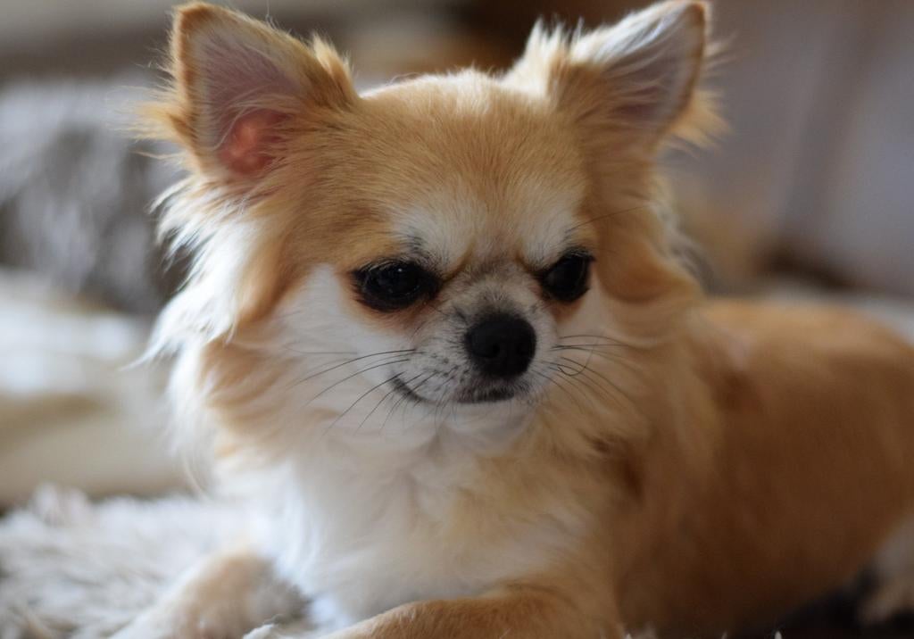 Chihuahua dekreu FCI stamboom, Dieren en Toebehoren, 6 jaar of ouder, Parvo, Reu, Eén hond